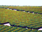 佐野直【PLANTATION 2】※SOLD OUT※
